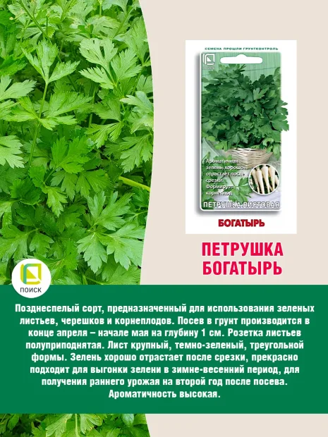 Петрушка листовая Богатырь семена 