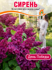 Сирень День Победы (обыкновенная)