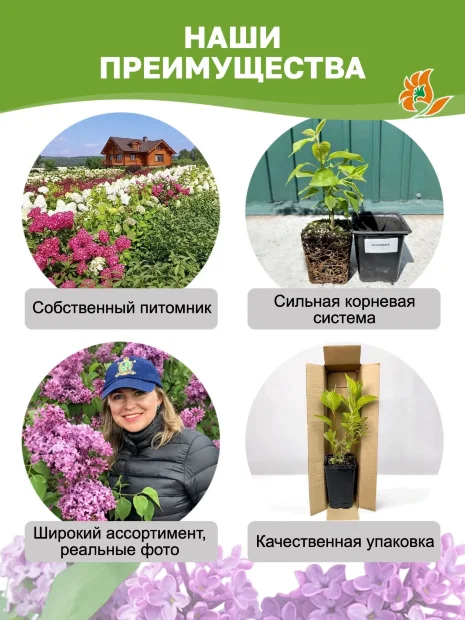 Сирень День Победы (обыкновенная) саженцы 