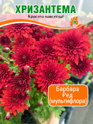 Хризантема Барбара Ред (мультифлора) Хризантема Барбара Ред (мультифлора)