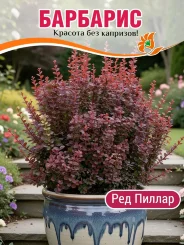 Барбарис Ред Пиллар