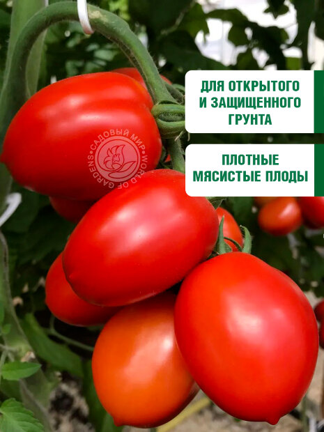 Томат Засолочный деликатес семена 