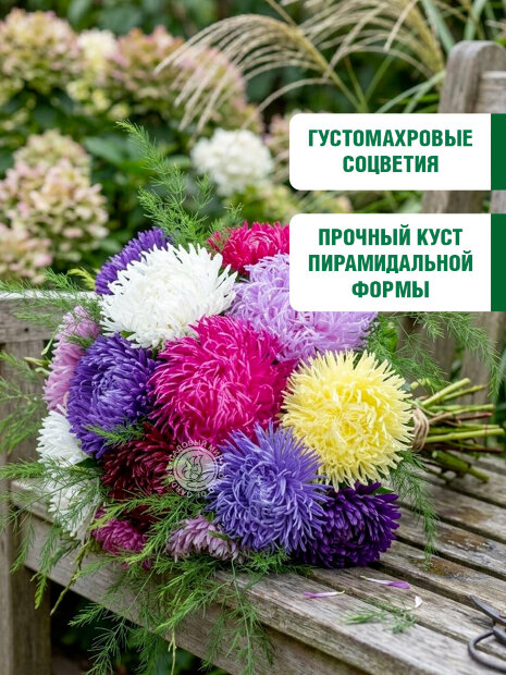 Астра коготковая Смесь окрасок семена