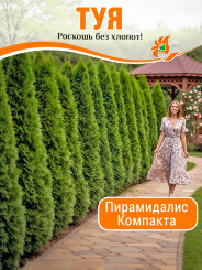 Туя Пирамидалис Компакта