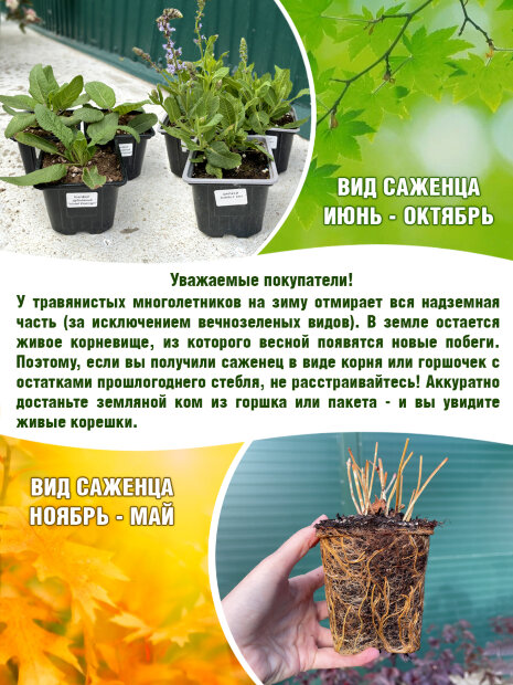 Монарда Шнеевитхен