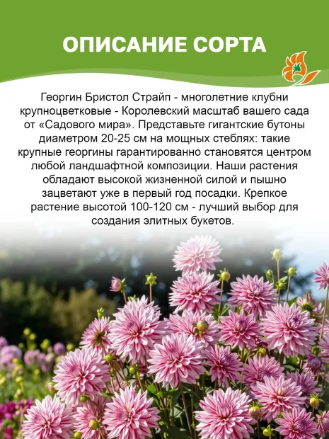 Георгин Бристол Страйп (крупноцветковый)