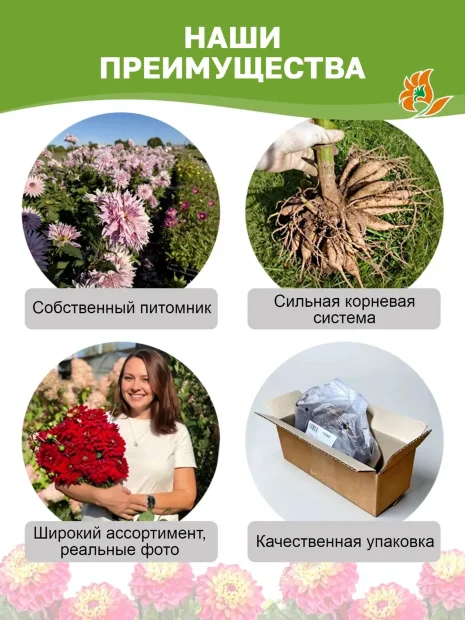 Георгин Бристол Страйп (крупноцветковый)