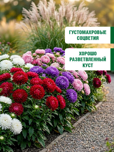 Астра пионовидная Дюшес Микс семена