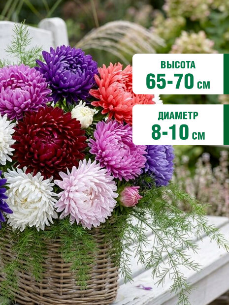Астра пионовидная Дюшес Микс семена