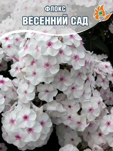 Флокс Весенний сад Флокс Весенний сад