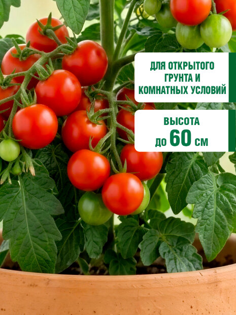 Томат Пиноккио семена 