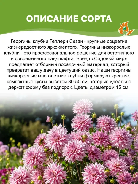 Георгин Геллери Сезан (низкорослый)