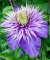 Клематис Мульти Блю саженцы 