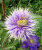 Клематис Мульти Блю саженцы 