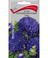 Астра королевский размер Синяя