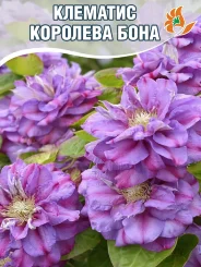 Клематис Королева Бона