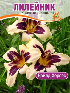 Лилейник Вайлд Хорсес Лилейник Вайлд Хорсес