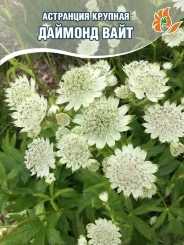 Астранция Даймонд Вайт Астранция Даймонд Вайт