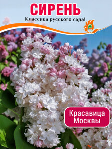 Сирень Красавица Москвы (обыкновенная) Сирень Красавица Москвы (обыкновенная)