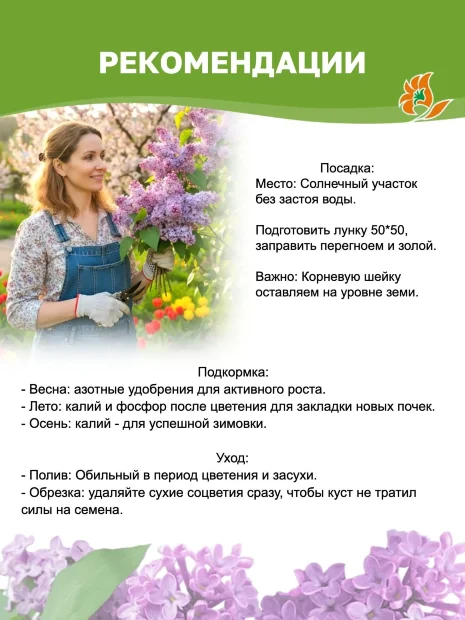 Сирень Красавица Москвы (обыкновенная) саженцы 
