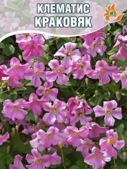 Клематис Краковяк