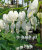 Дицентра Альба (великолепная)