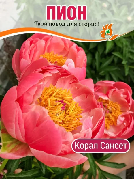 Пион Корал Сансет
