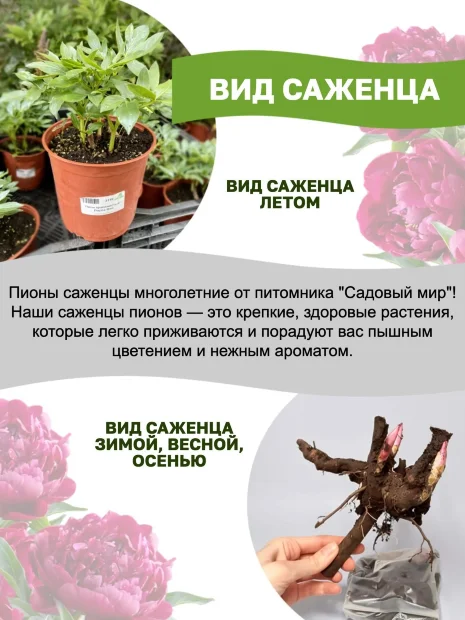 Пион Корал Сансет