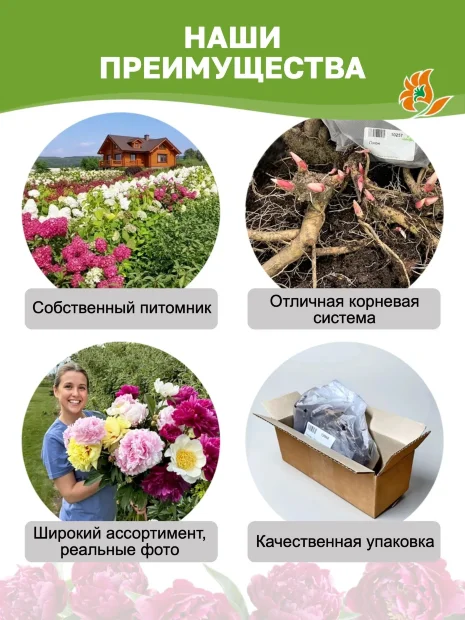 Пион Комманд Перфоманс