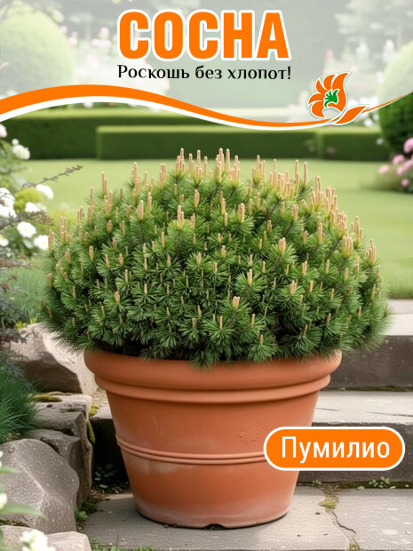 Сосна Пумилио (горная)