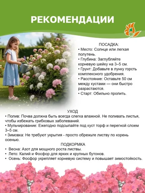 Флокс Лавендел Вольке