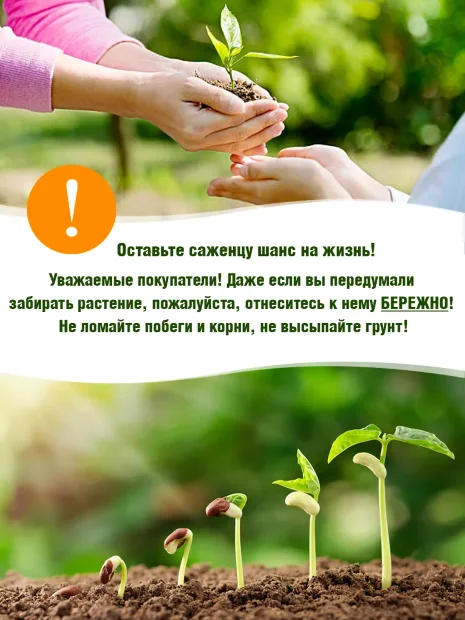 Ежевика Каддо (бесшипая) саженцы 