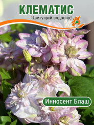 Клематис Инносент Блаш