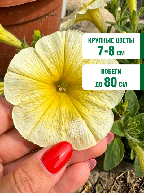 Петуния ампельная Лавина Жёлтая звезда F1 семена