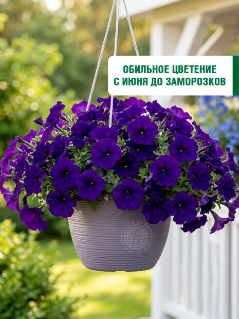 Петуния крупноцветковая Танго Синяя (ПРОФИ) семена