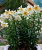 Лилия Мистер Кас (ОТ-гибрид) 