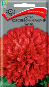 Астра королевский размер Красная Астра королевский размер Красная