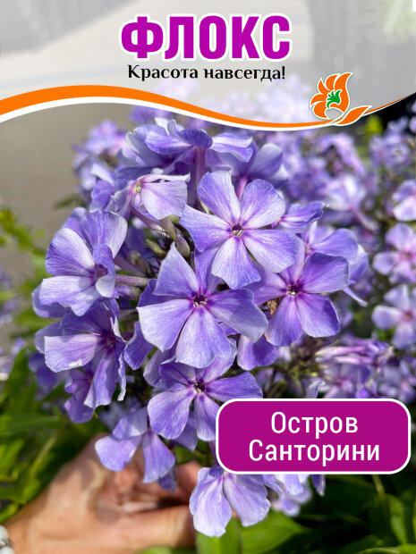 Флокс Остров Санторини