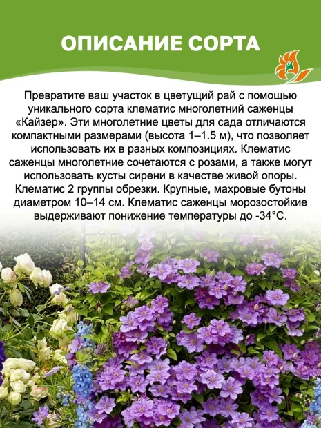 Клематис Кайзер  саженцы 