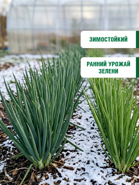 Лук батун Русский зимний семена 