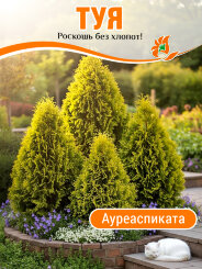 Туя Ауреаспиката