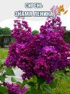 Сирень Знамя Ленина (обыкновенная)