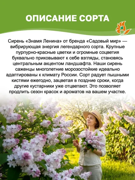 Сирень Знамя Ленина (обыкновенная) саженцы 
