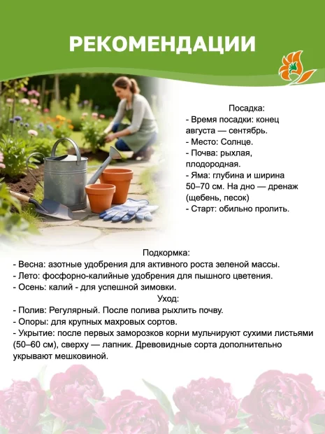 Пион Сорбет