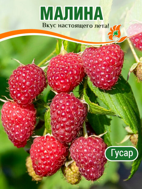 Малина Гусар саженцы 