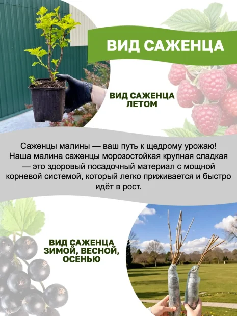 Малина Гусар саженцы 