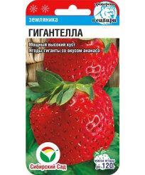 Клубника Гигантелла