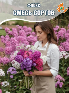 Флокс Смесь Сортов Флокс Смесь Сортов