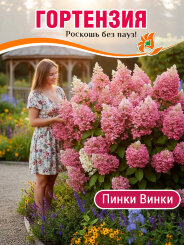 Гортензия Пинки Винки