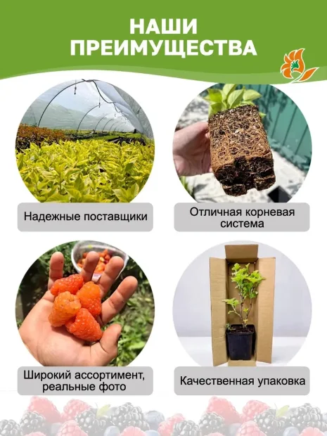 Ежевика Прайм Арк Фридом (ремонтантная бесшипая) саженцы 